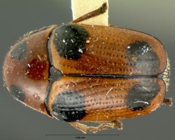 Media type: image; Entomology 9291   Aspect: habitus dorsal view
